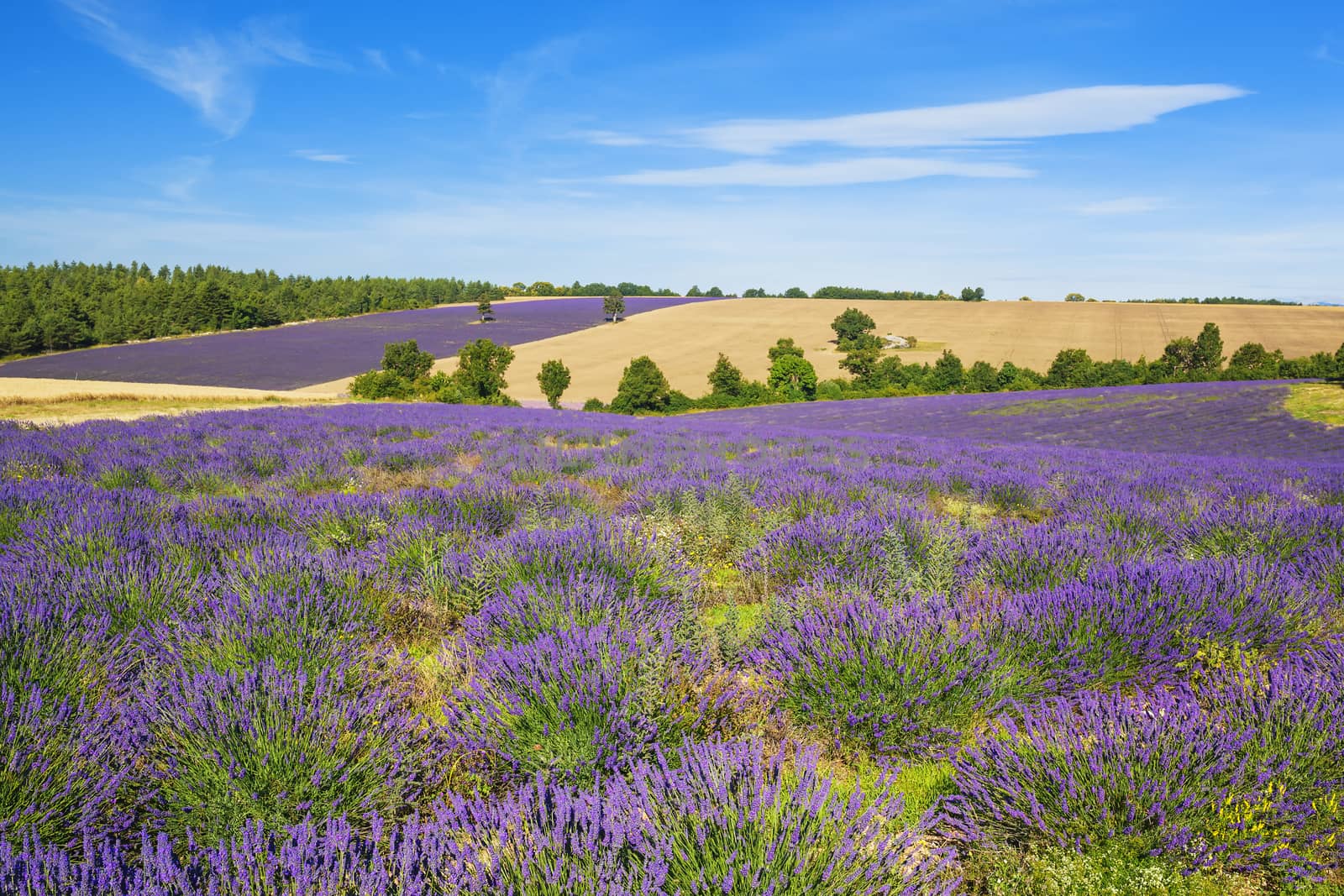 Lavender and wheat field with tree in Provence, France