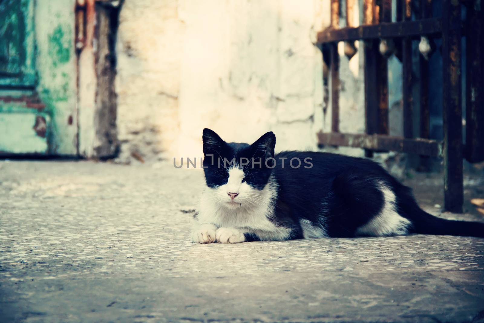  black and white  cat in the street