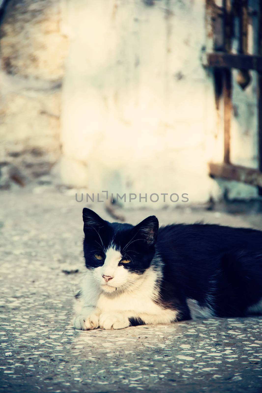  black and white  cat in the street