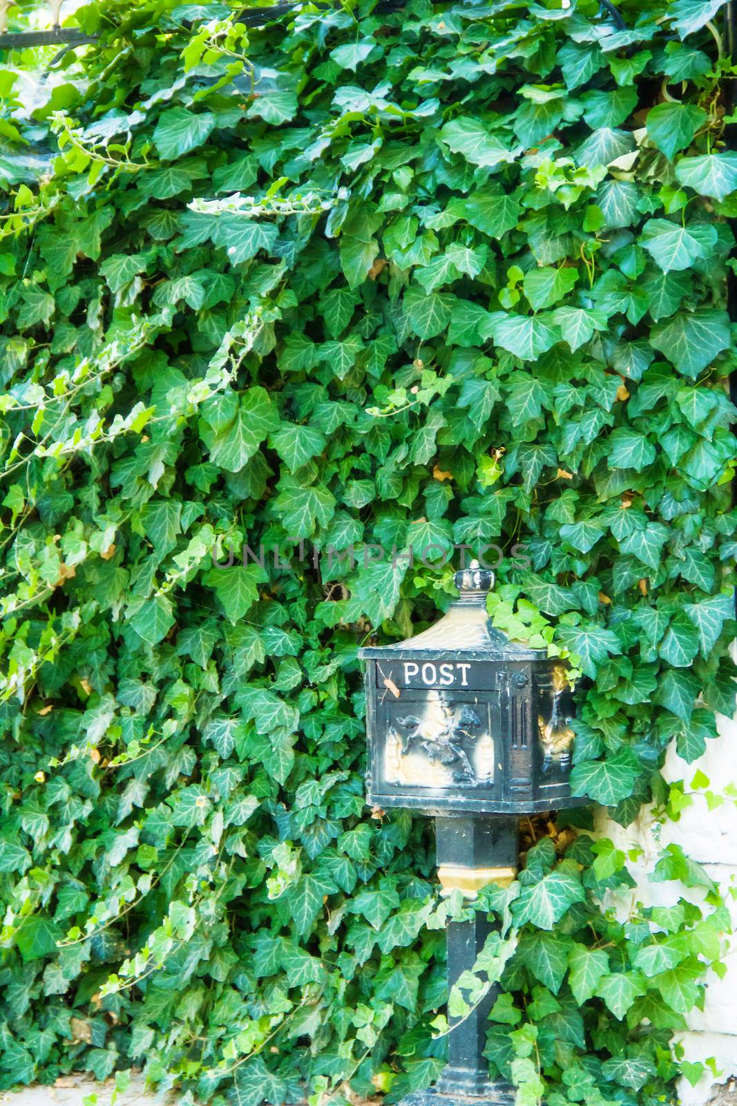 old metal mailbox in thickets green ivy