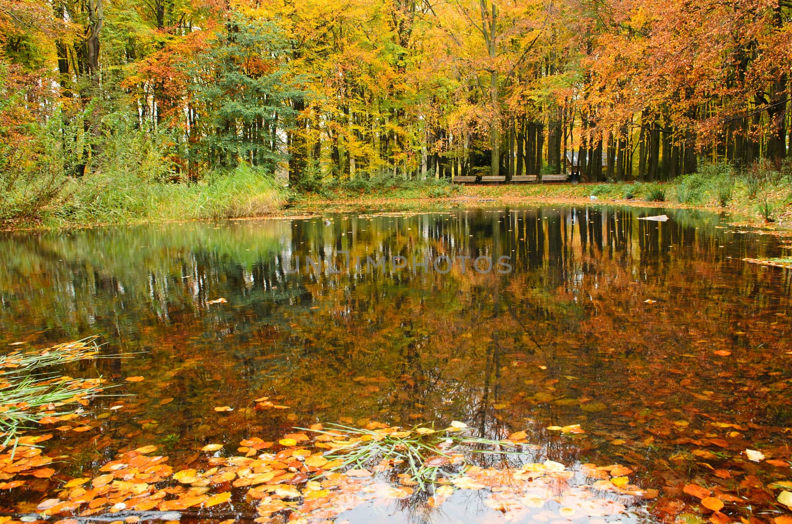 Autumn reflection by pljvv