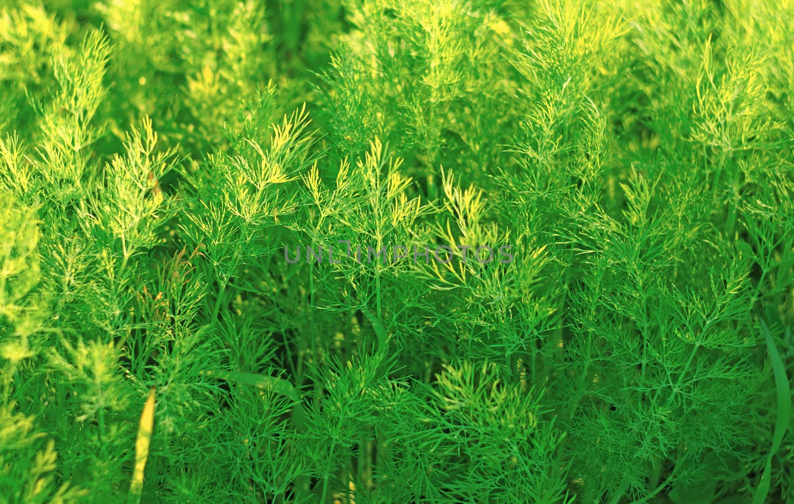 Lush green dill in the garden                               