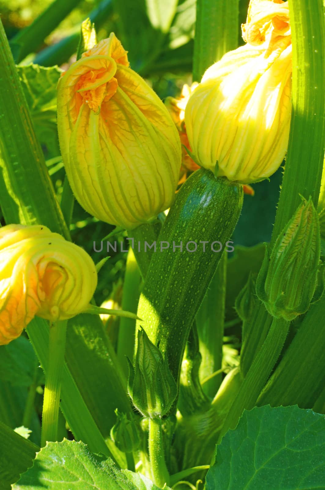 Flowers and ovaries of young zucchini in the garden                               