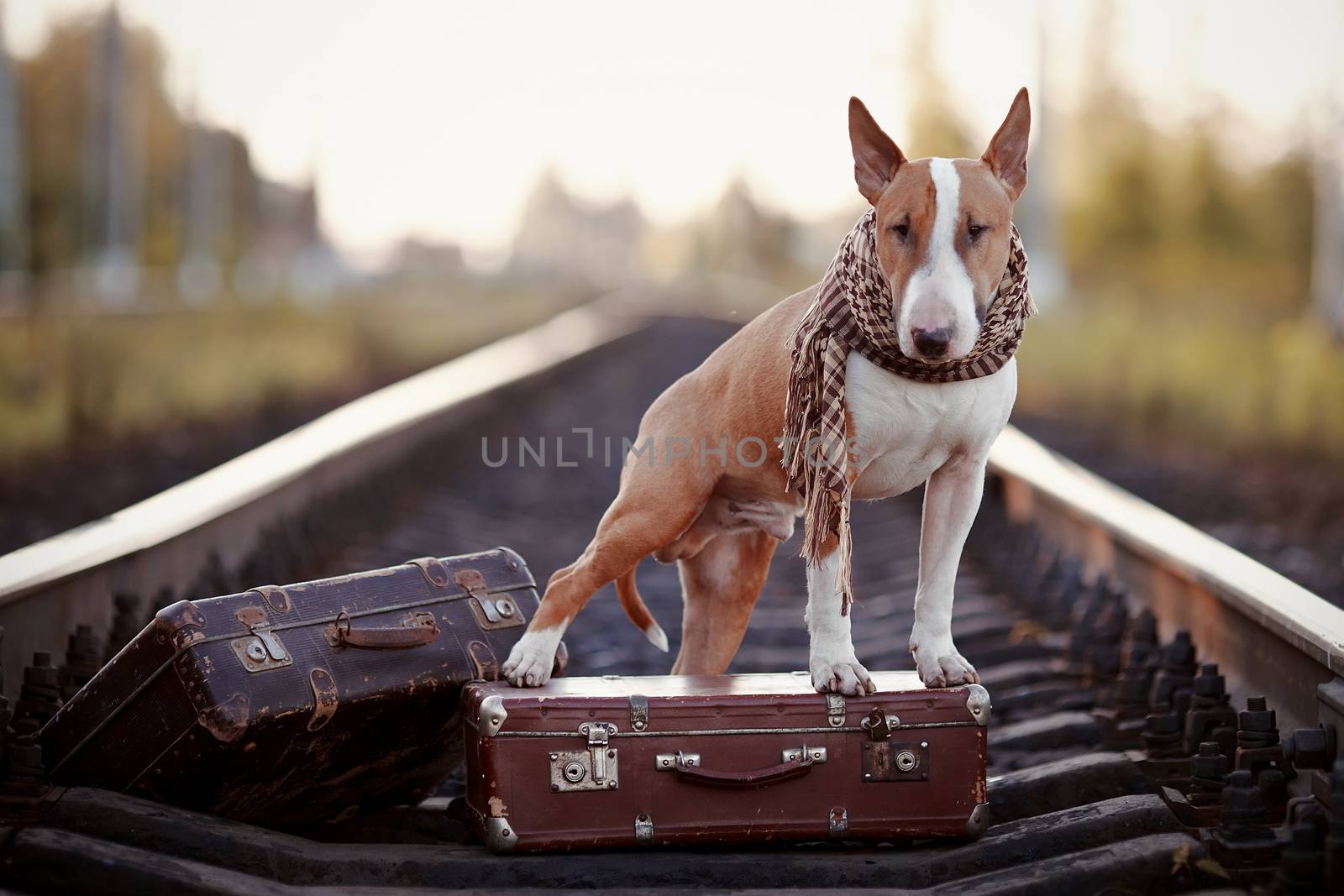 The bull terrier looks for the house. The dog waits for the owner. The lost dog. Bull terrier on the road. Dog on rails. Dog with suitcases.