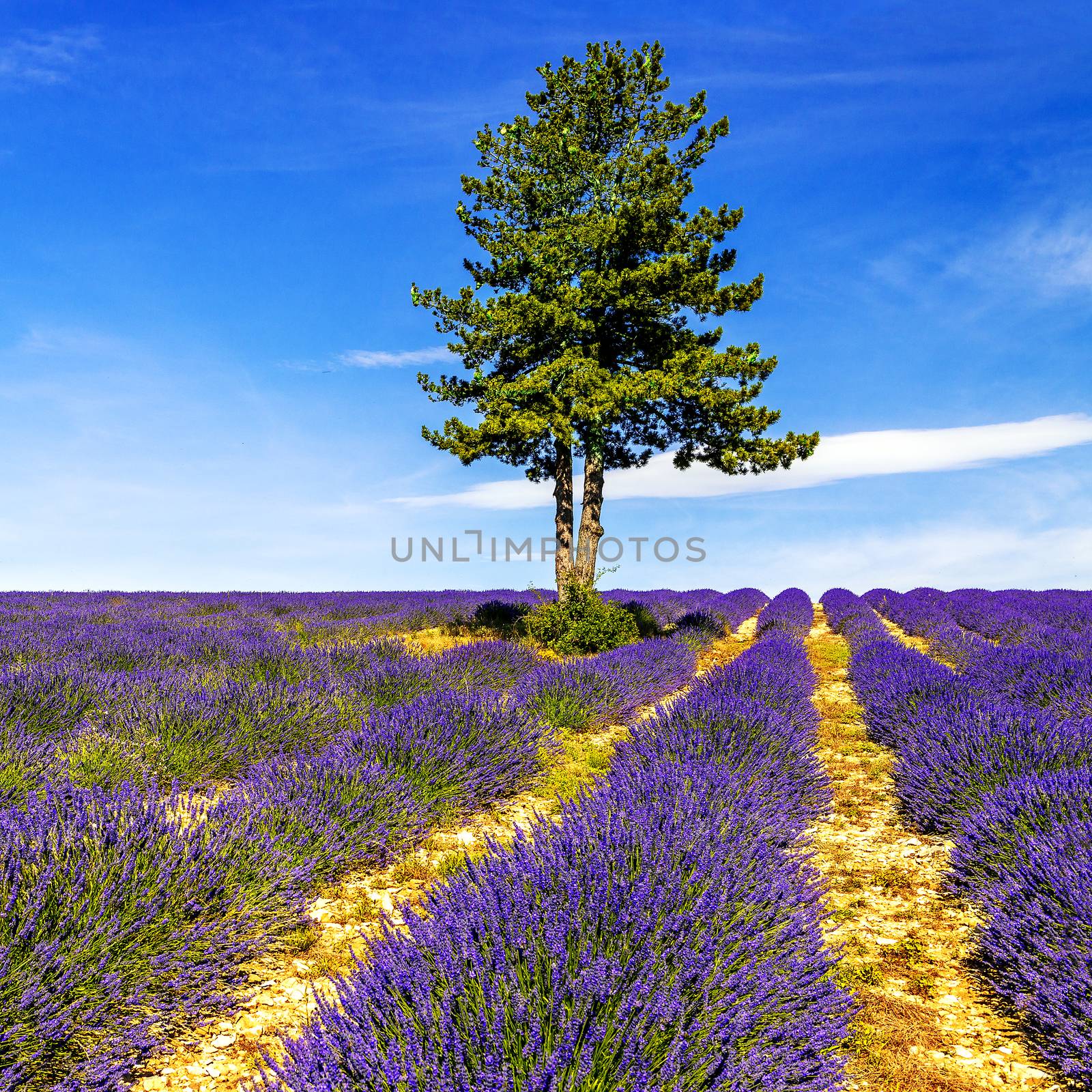 Lavender field in Provence, near Sault, France 