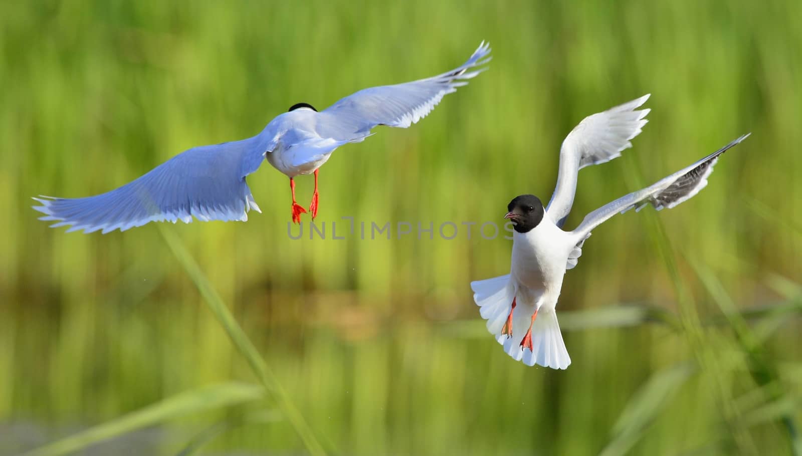 A Black headed Gull on flying.(Larus ridibundus)