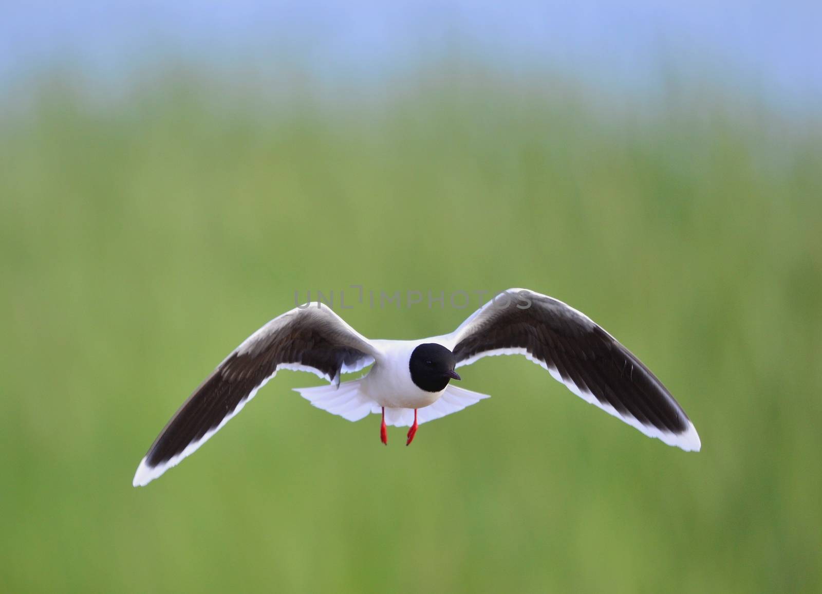 Black-headed Gull (Larus ridibundus) in flight on the green grass background. Front