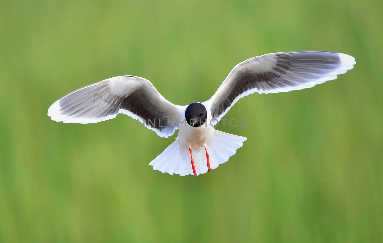 the front of Black-headed Gull (Larus ridibundus) flying by SURZ