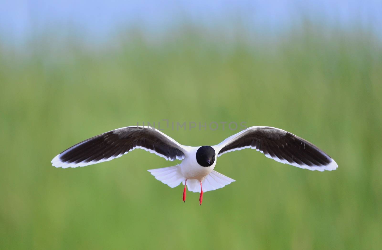 the front of Black-headed Gull (Larus ridibundus) flying by SURZ