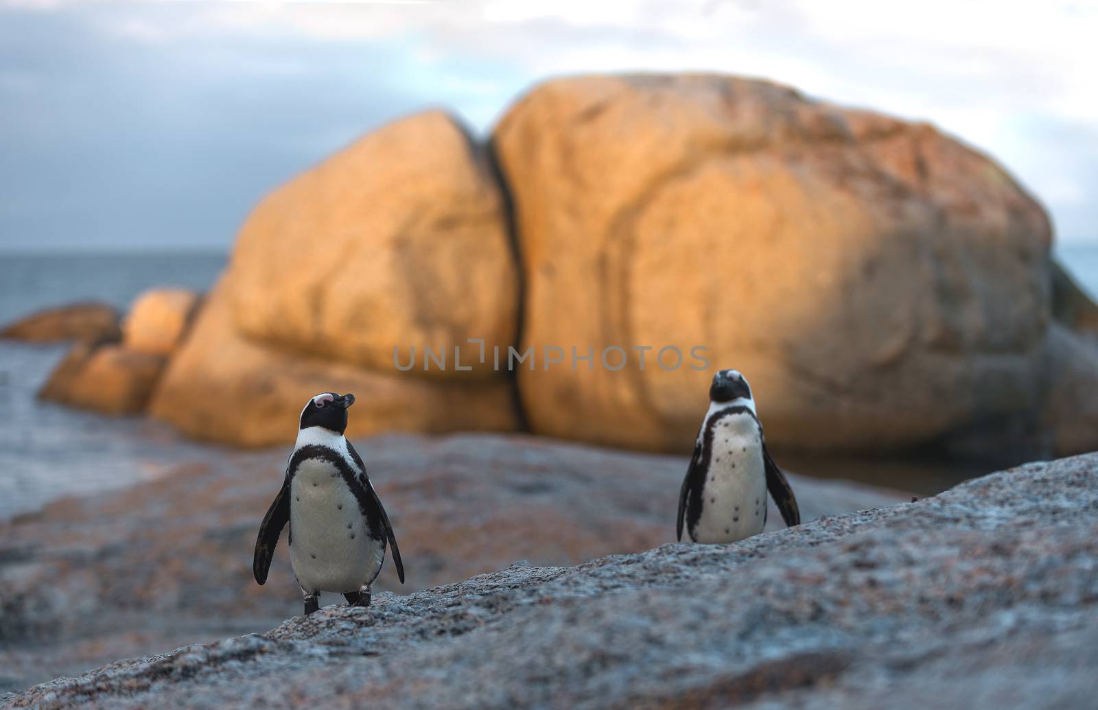 also known as the Jackass Penguin and Black-footed Penguin  also known as the Jackass Penguin and Black-footed Penguin  by SURZ