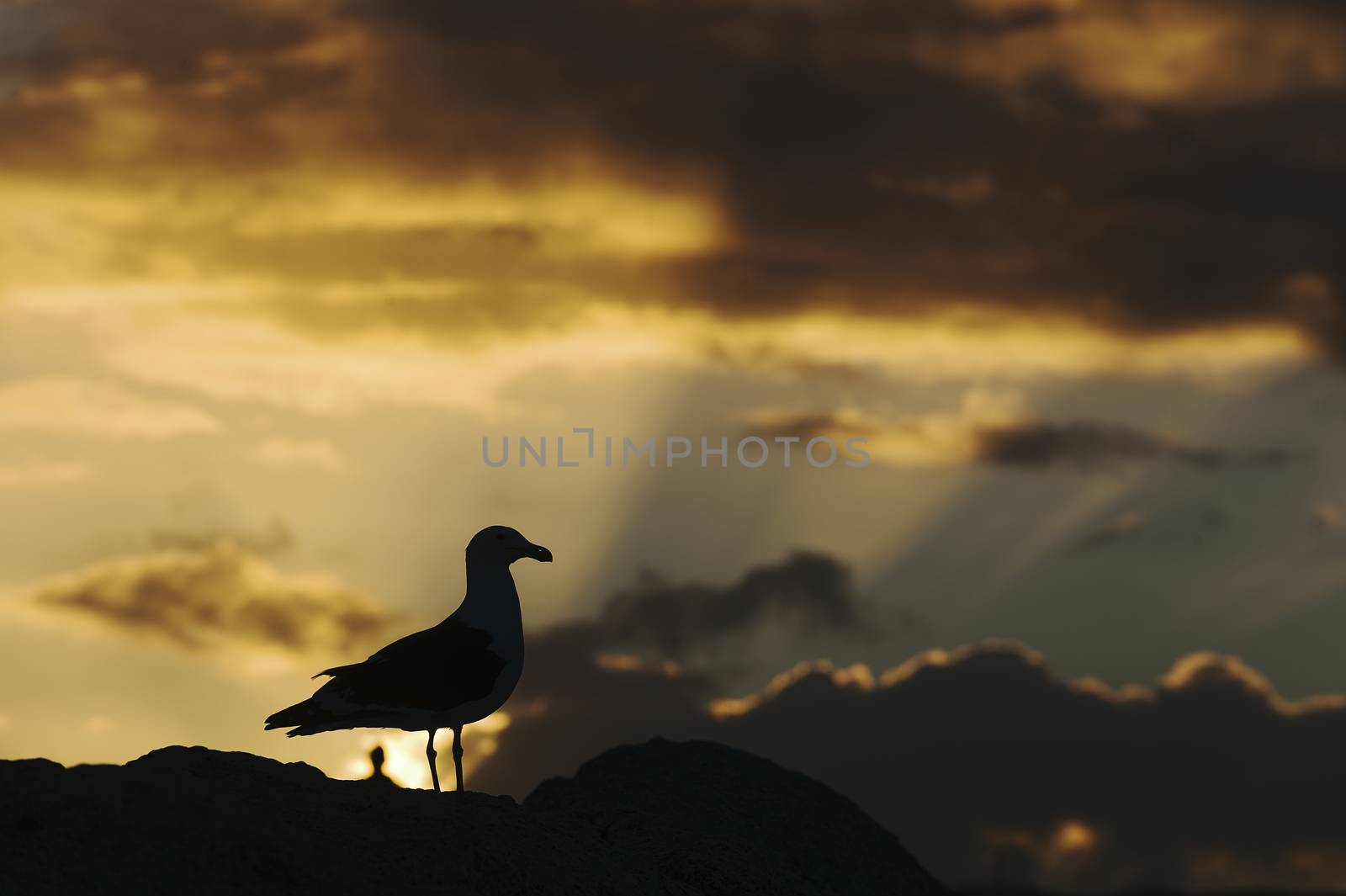 Seagull Silhouette in sunset  by SURZ
