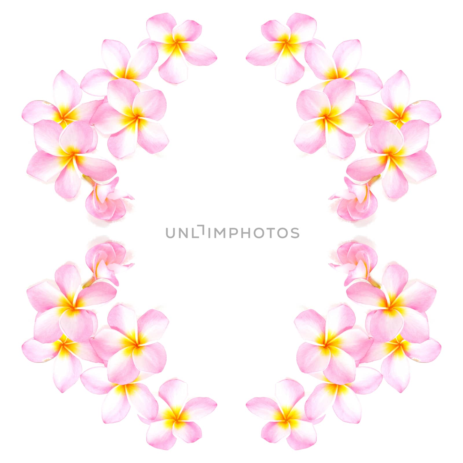 Blossom of pink Plumeria flower, isolated on a white background 