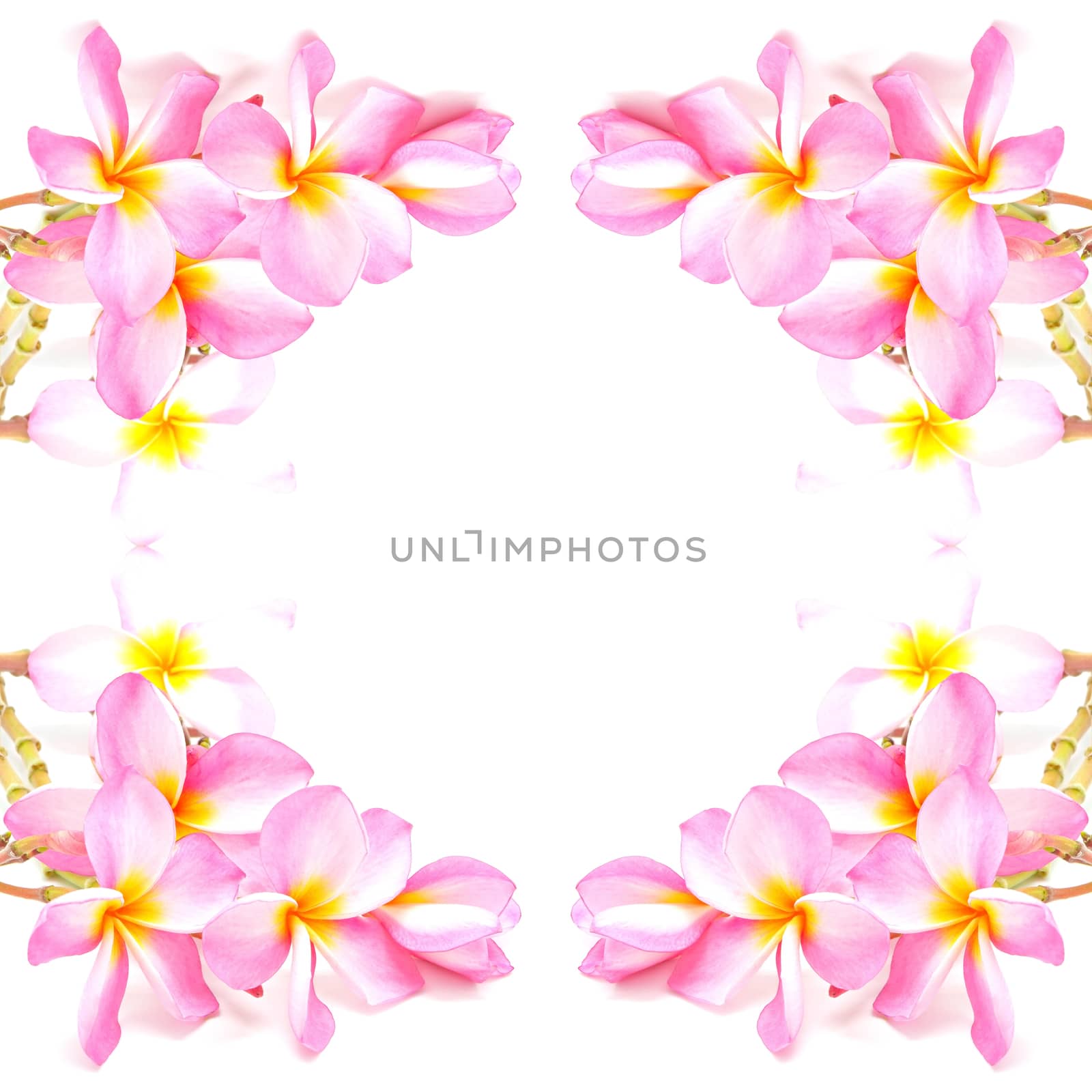 Blossom of pink Plumeria flower, isolated on a white background 