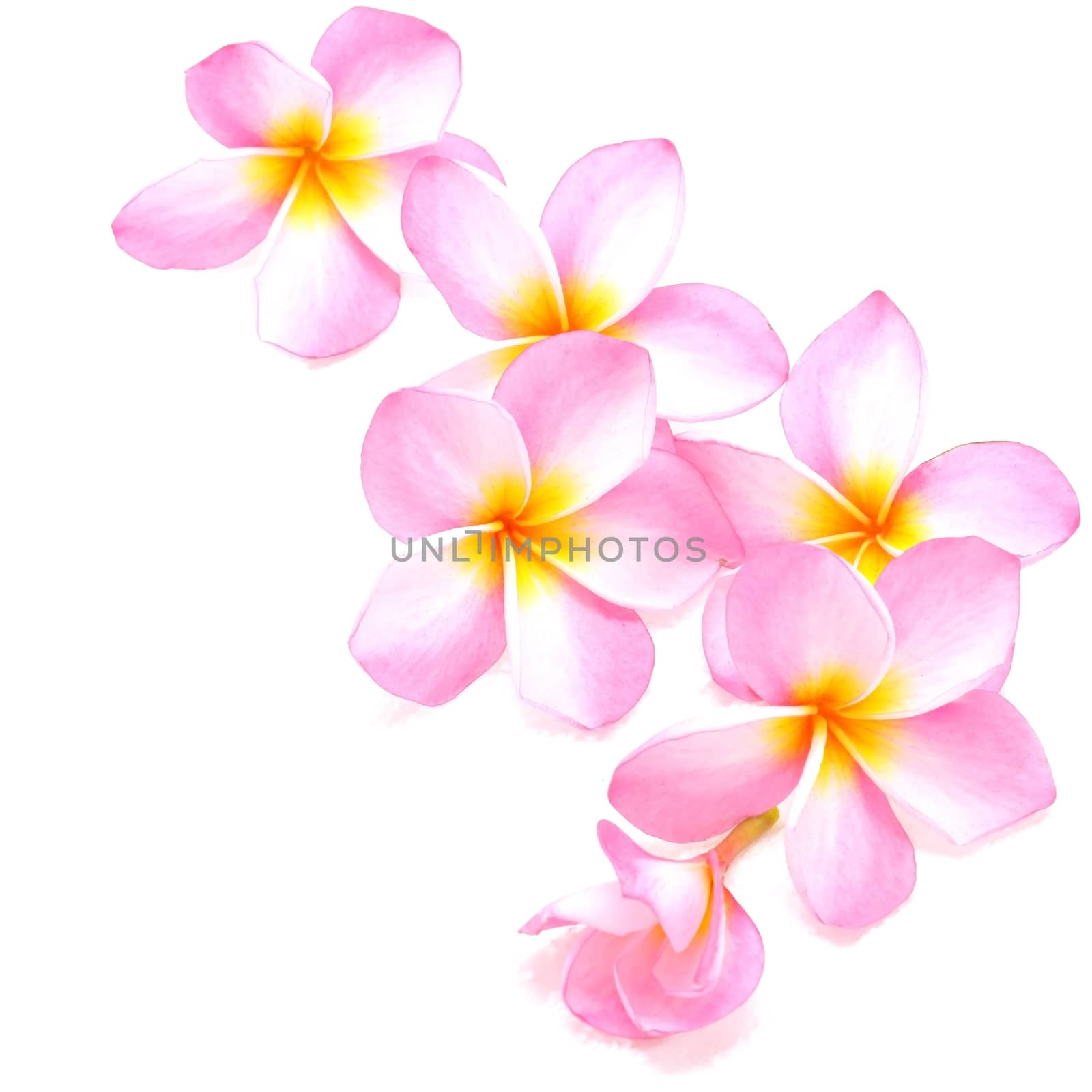 Blossom of pink Plumeria flower, isolated on a white background