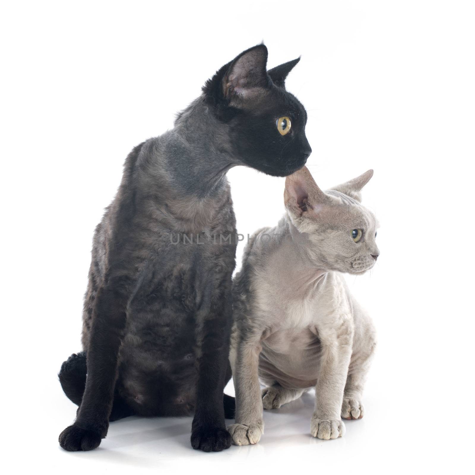 two devon rex cat in front of white background