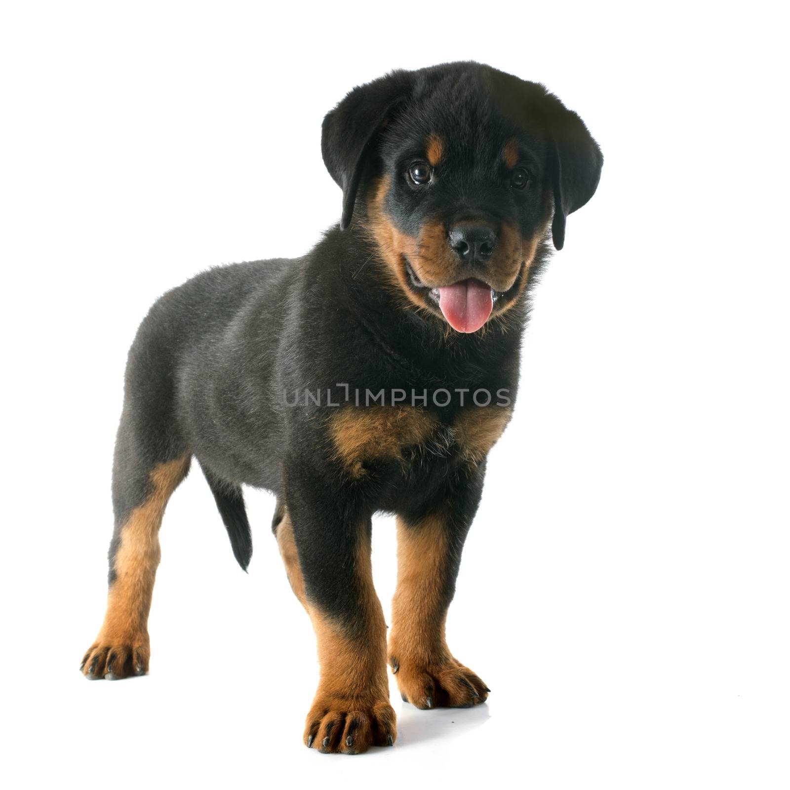 puppy rottweiler in front of white background