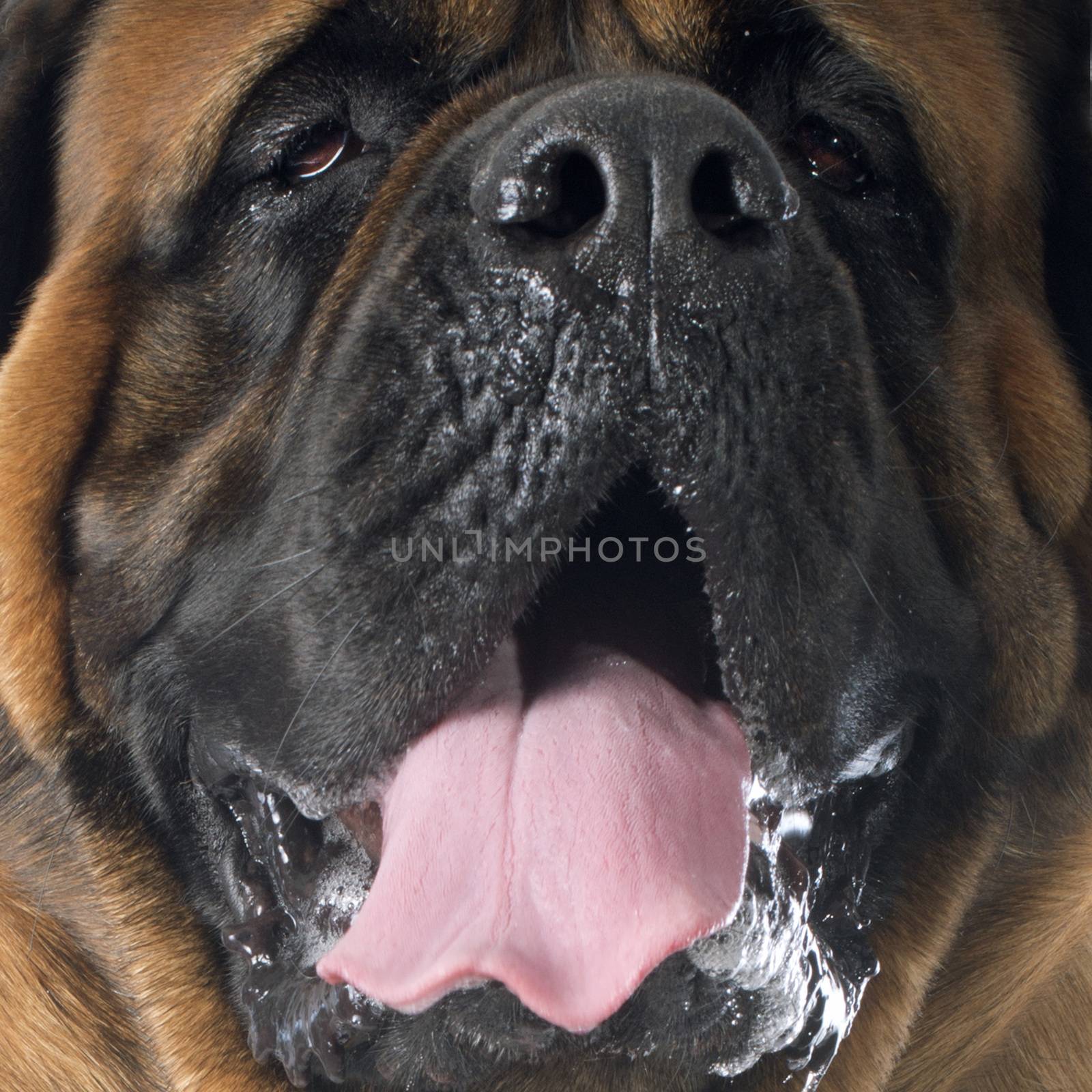 female mastiff in front of white background