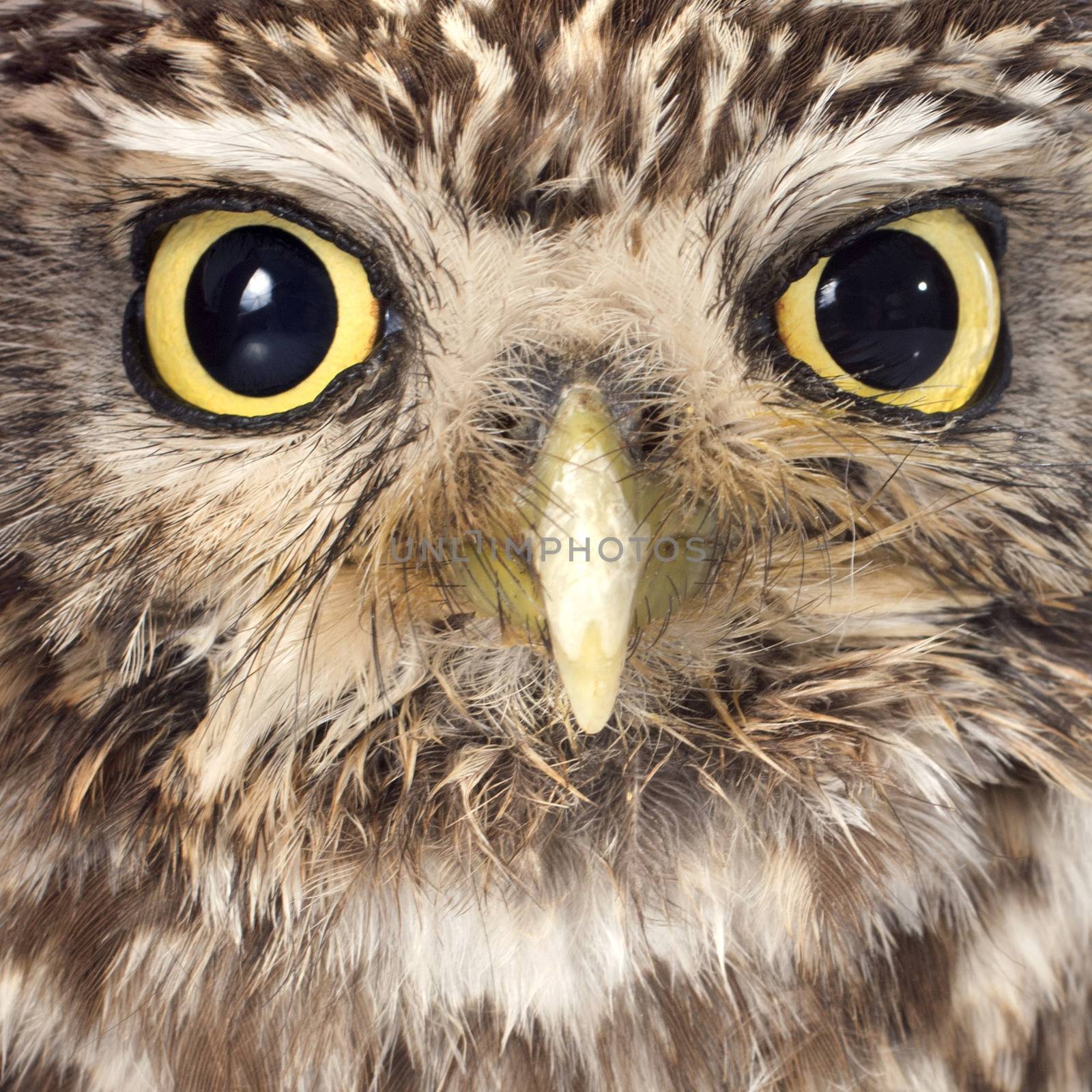 Little owl in front of white background