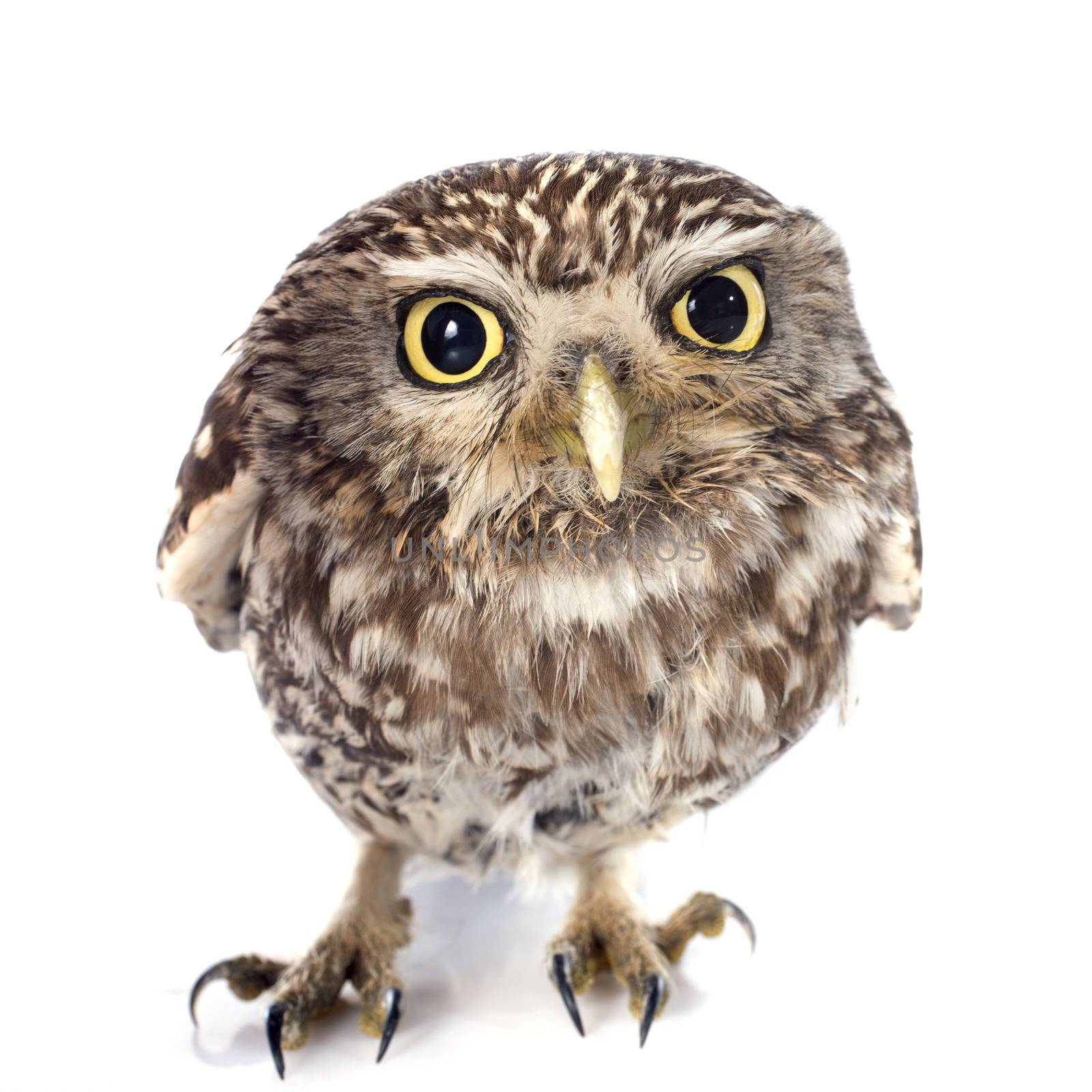 Little owl in front of white background