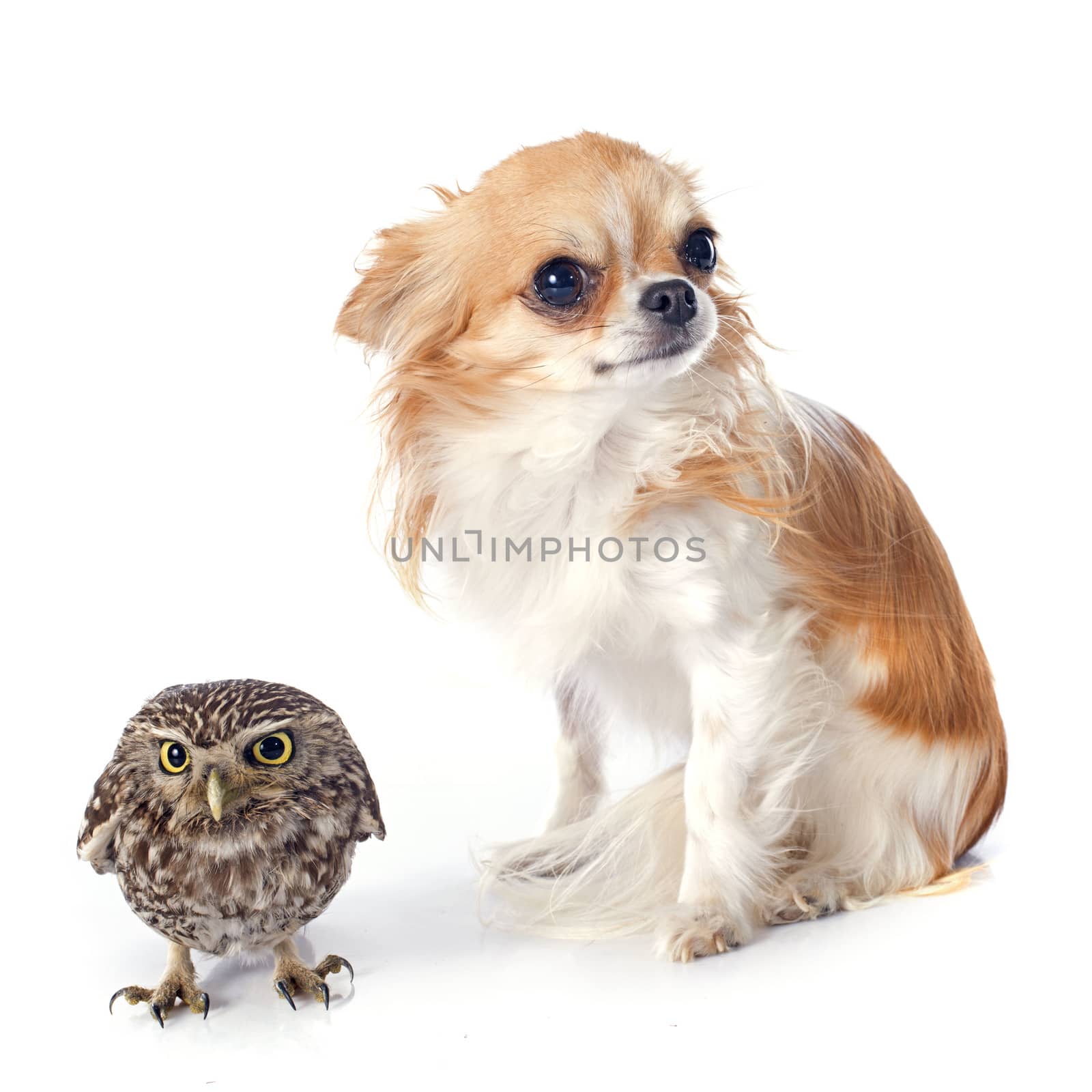 Little owl and chihuahua in front of white background