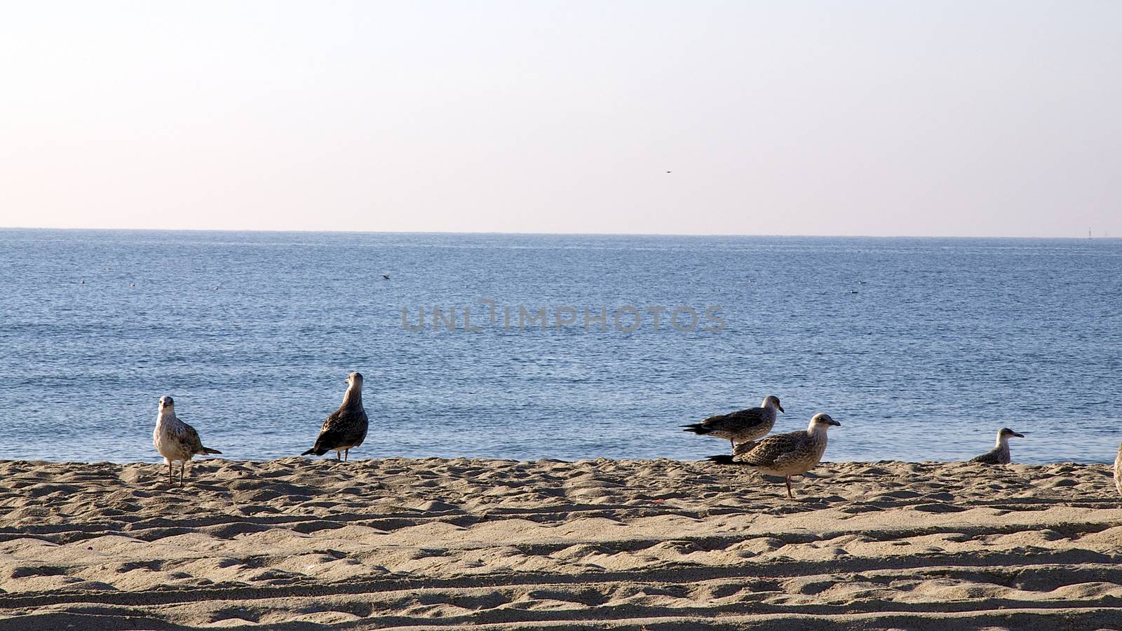 The seagulls at the beach on Black Sea