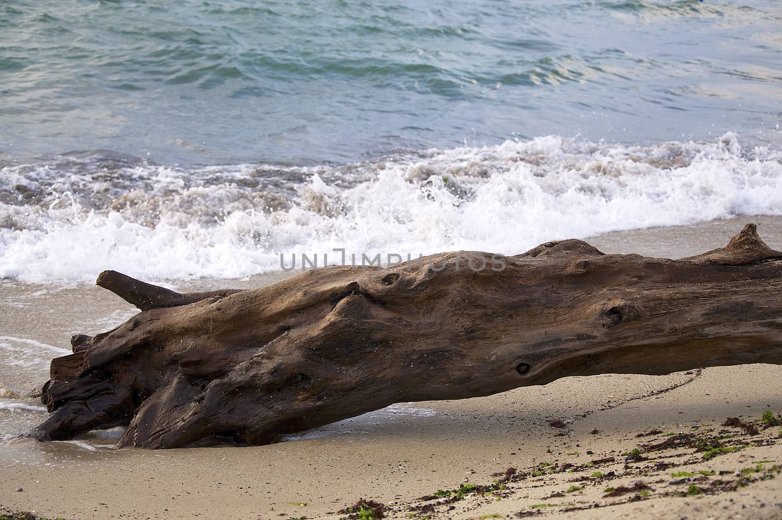 Wreck timber on the beach in Varna