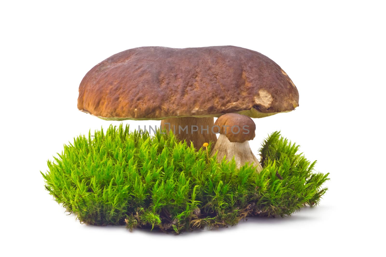 two white mushroom cep on the green moss on white background