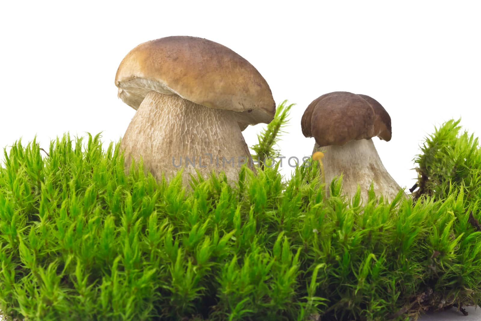 two white mushroom cep on the green moss on white background