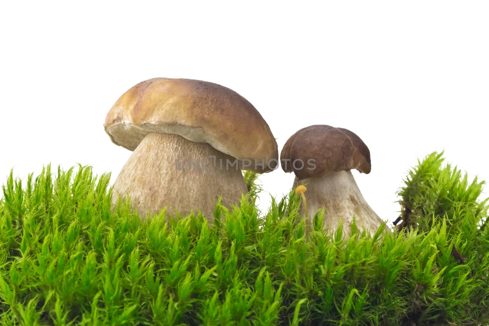 two white mushroom cep on the green moss on white background