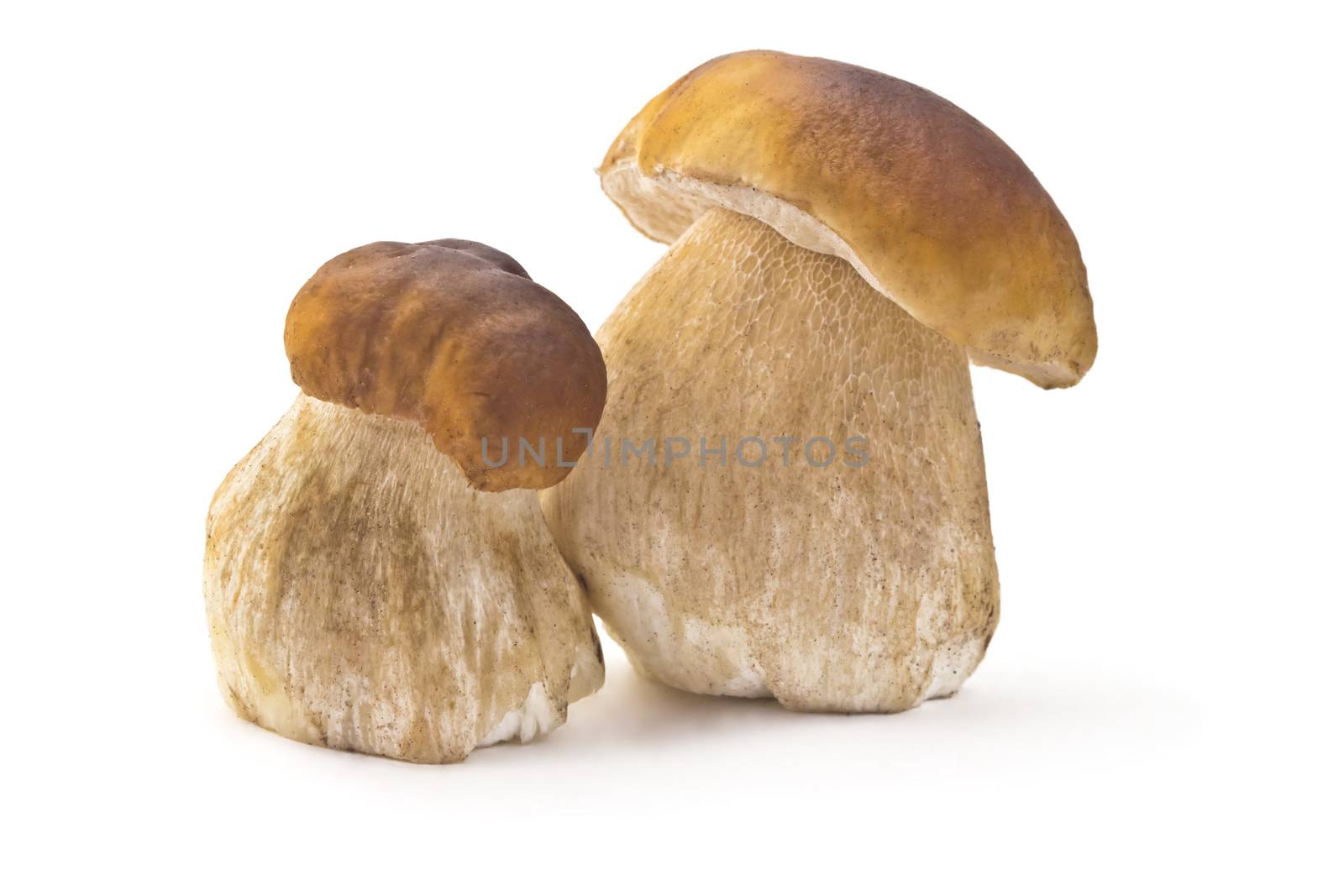 two ceps isolated on a white background