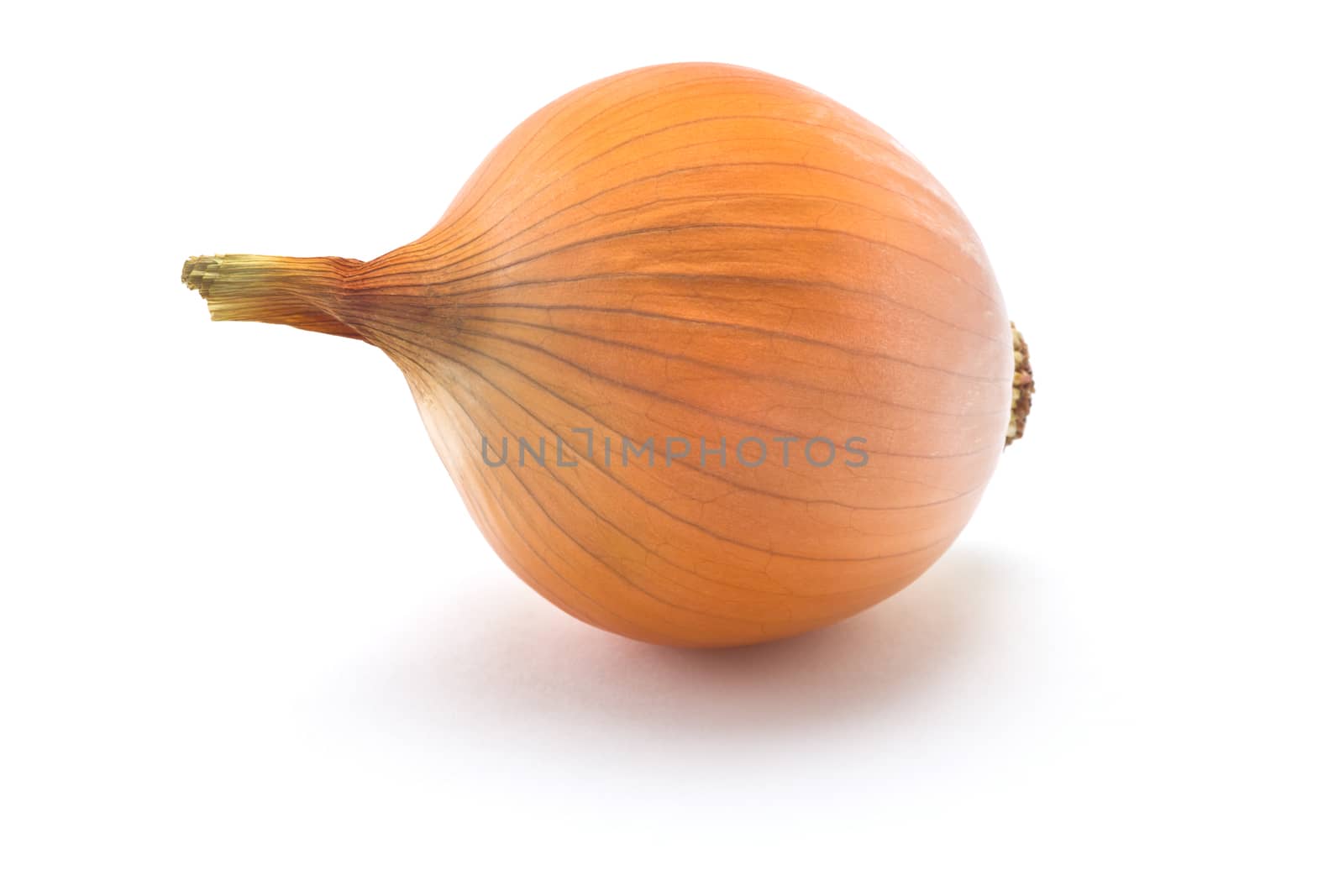 juicy onions on a white background
fresh onions
golden husks