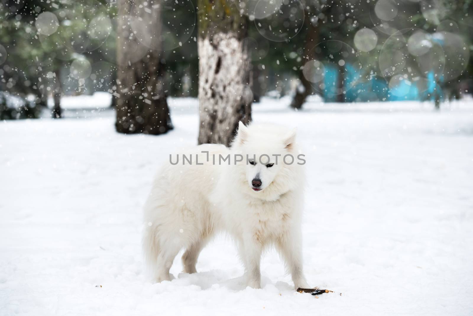 white husky playing on snow in winter