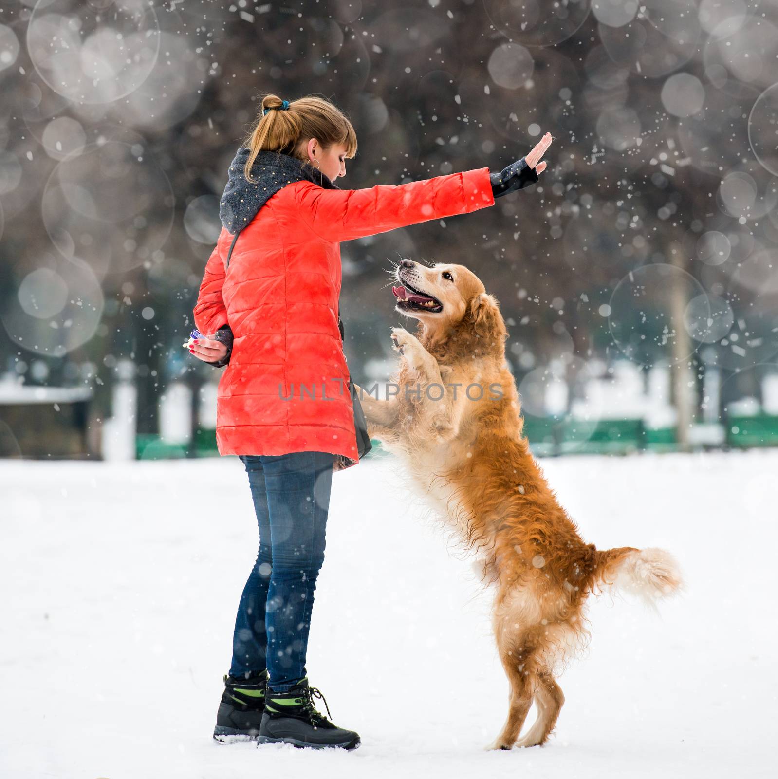 girl traing a furry dog breed golden retriever in winter