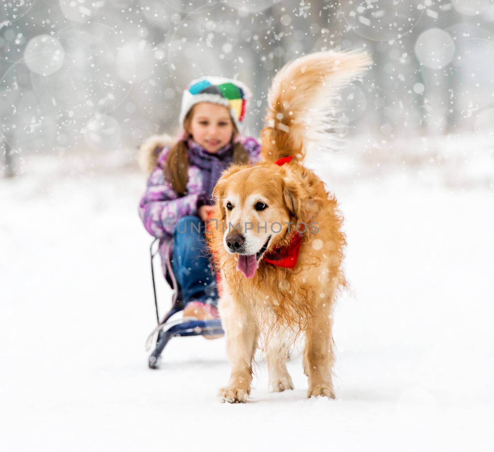 Furry Golden Retriever pulls the sledge with a little girl in the snow