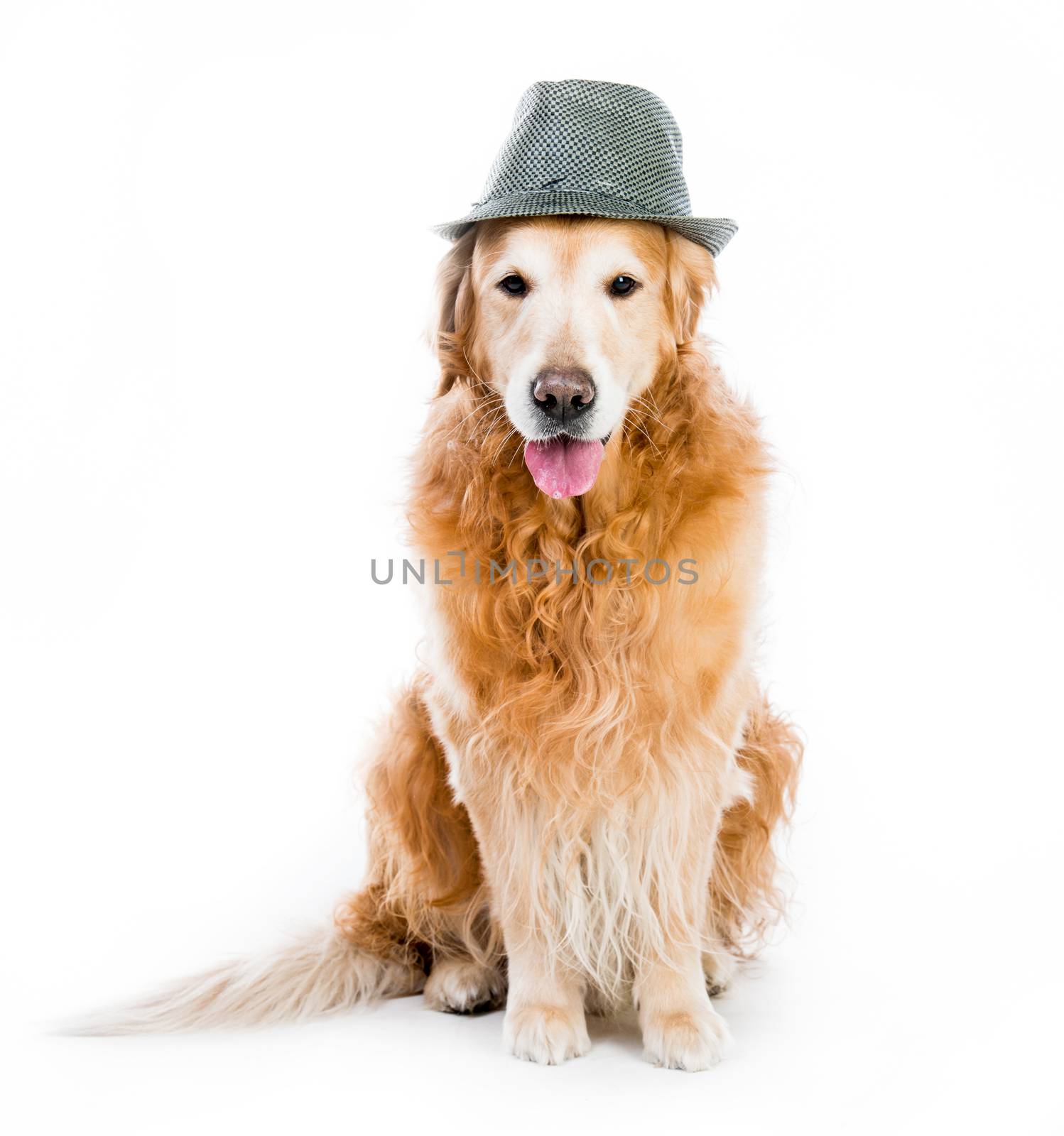 beautiful red retriever in a gray hat isolated on white background