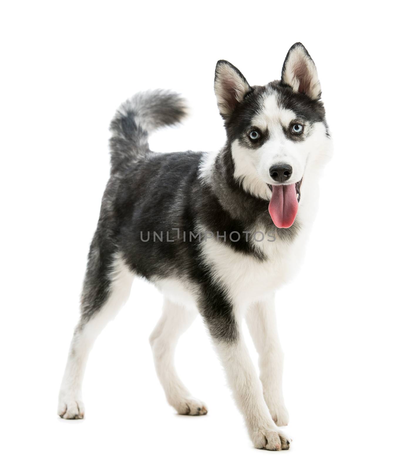 happy husky isolated on a white background