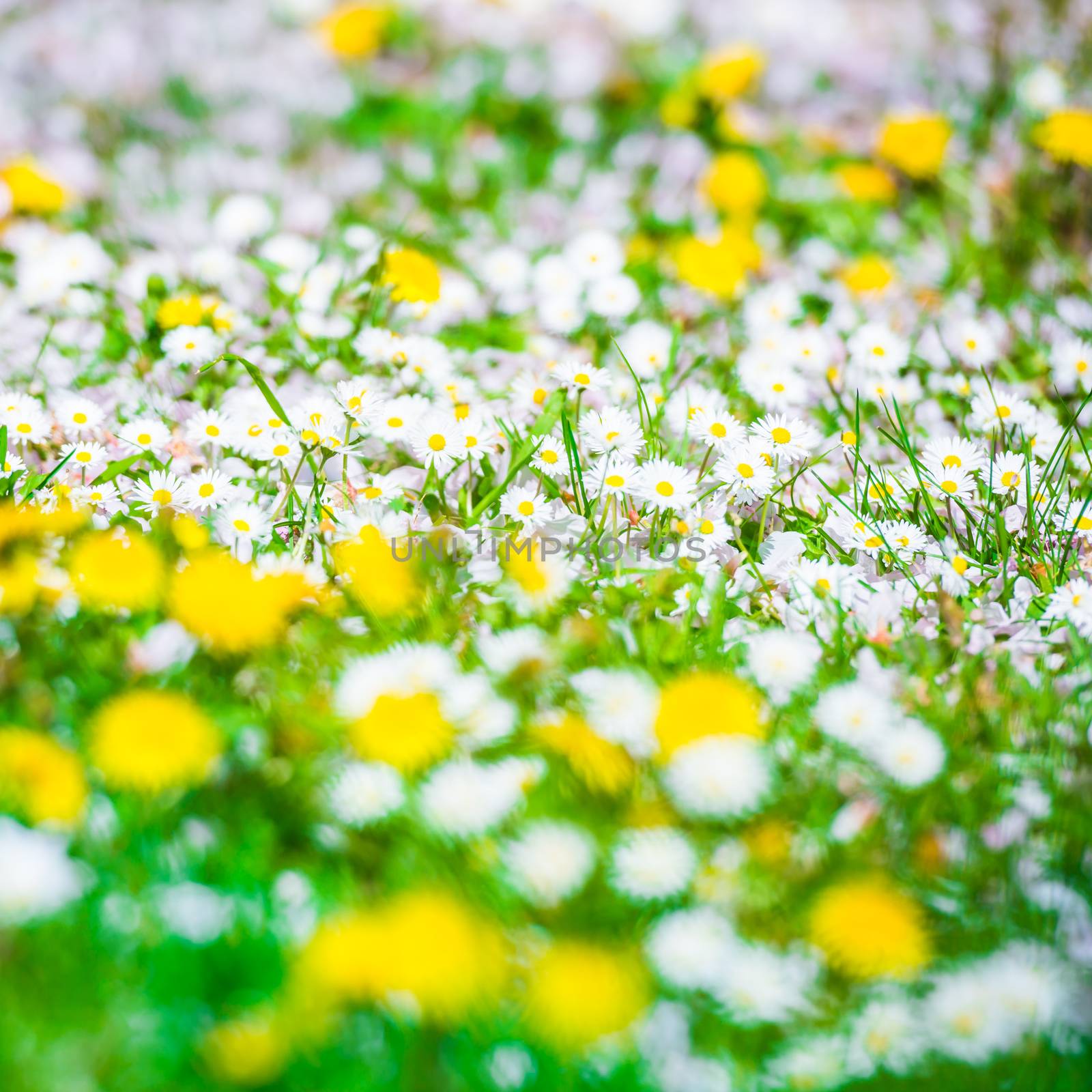 Background Field of spring flowers