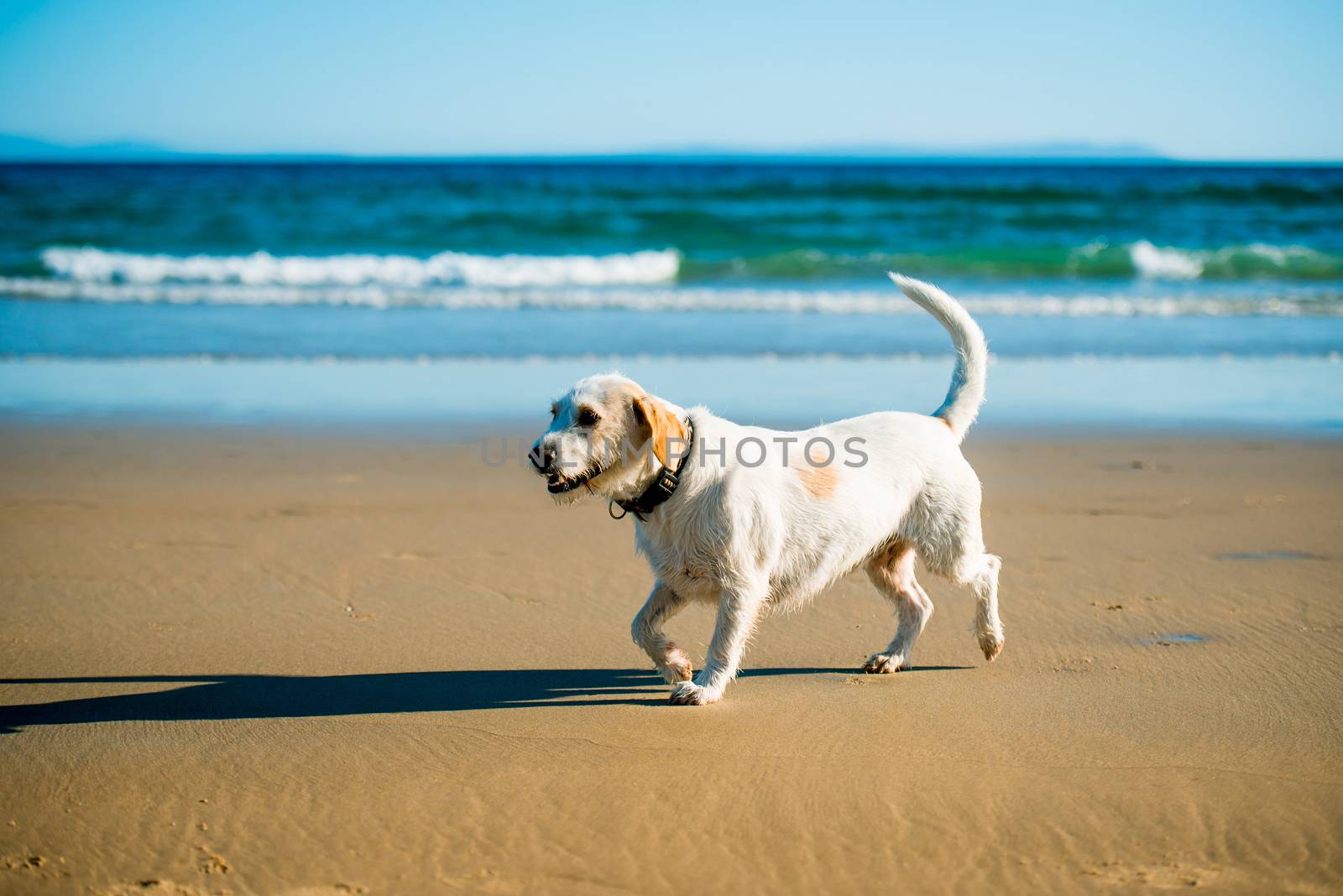 Terrier dog runs happily on the seashore