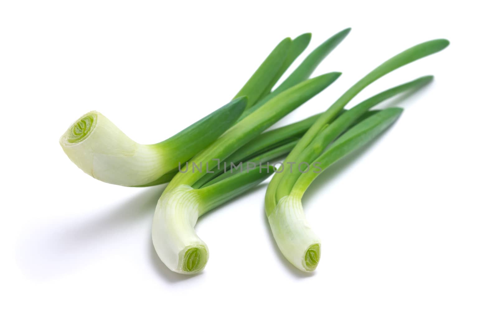 feathers of young green juicy onion