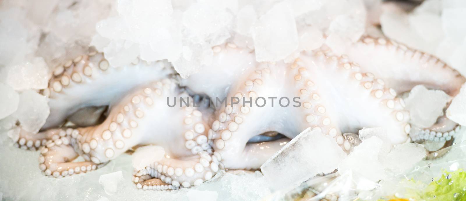 Complete raw and fresh octopus on ice