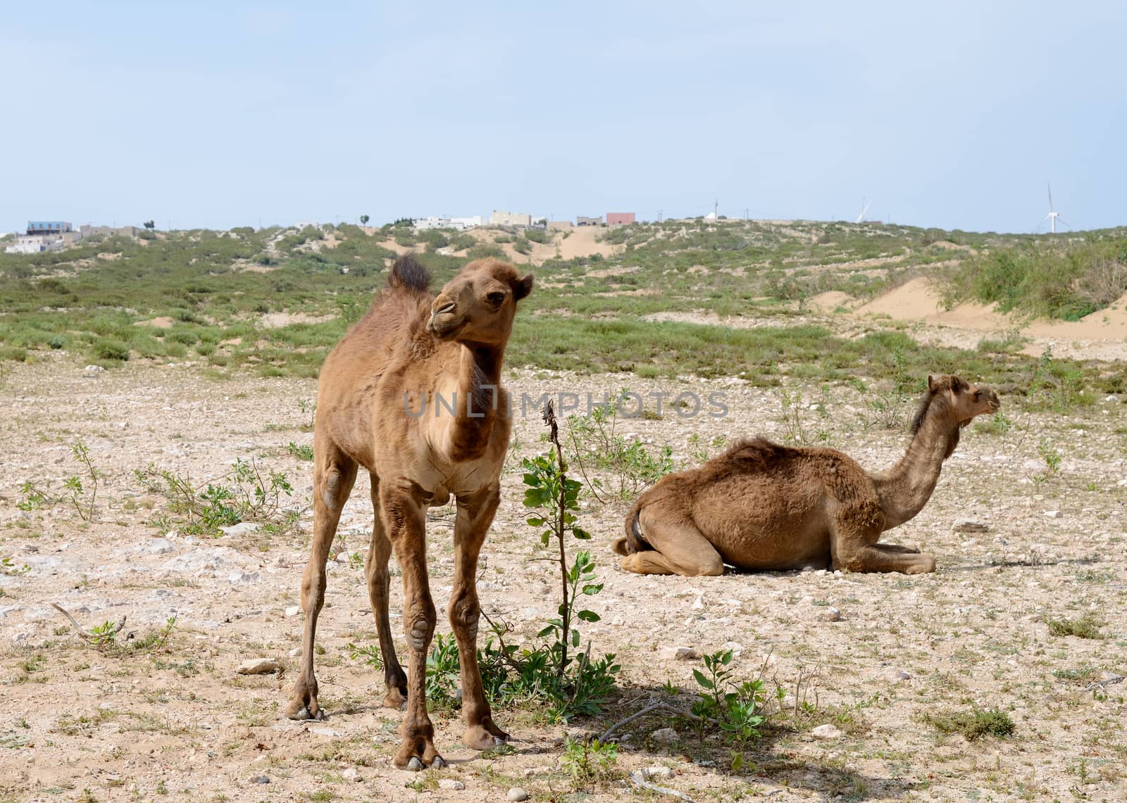 Two young camels resting in Morocco