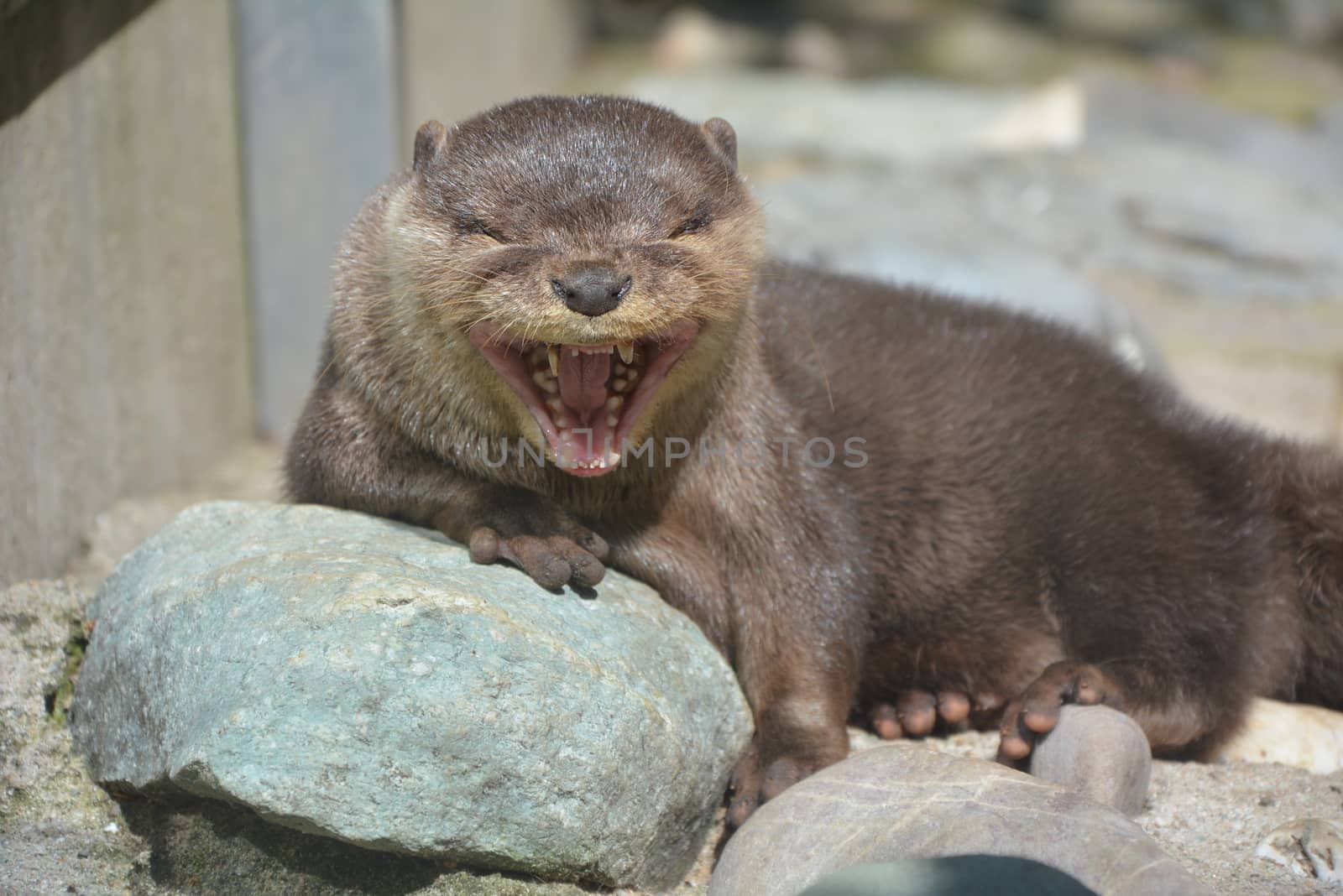 A giant otter warms himself in the warm sun