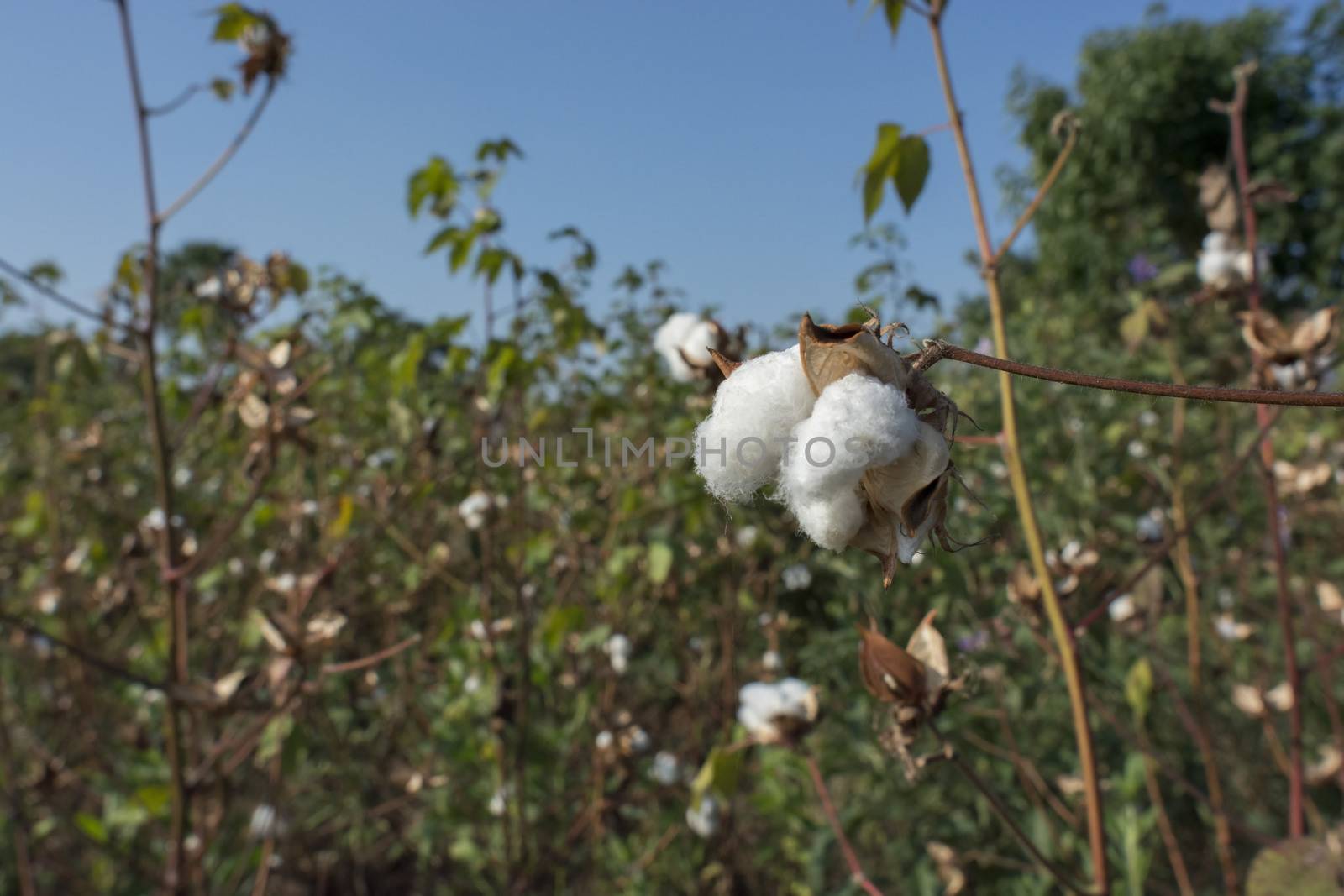 piantagione di cotone in Africa