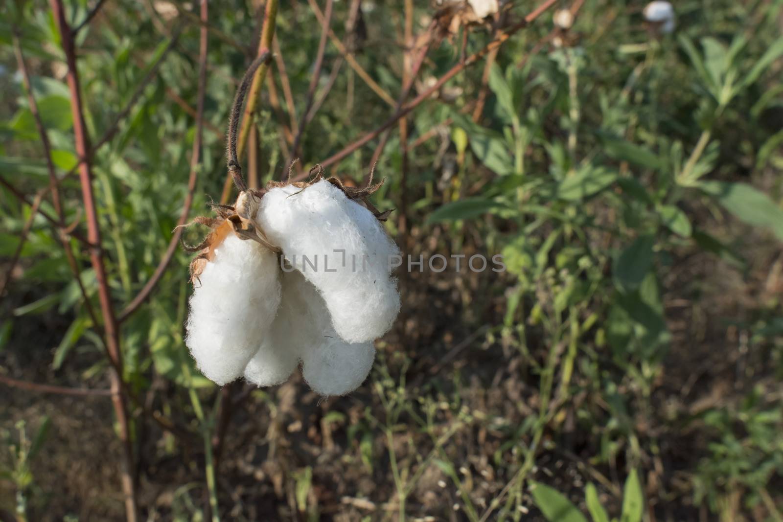 cotton plant by africa