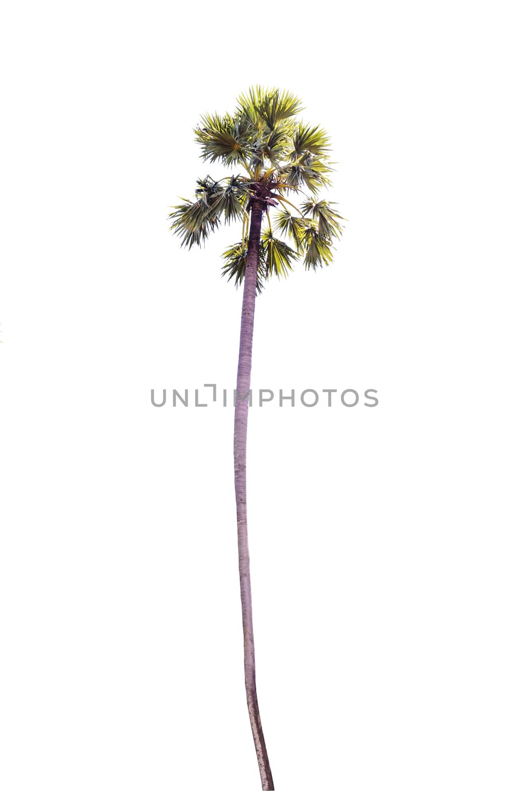 Sugar palm tree isolated on a white background 