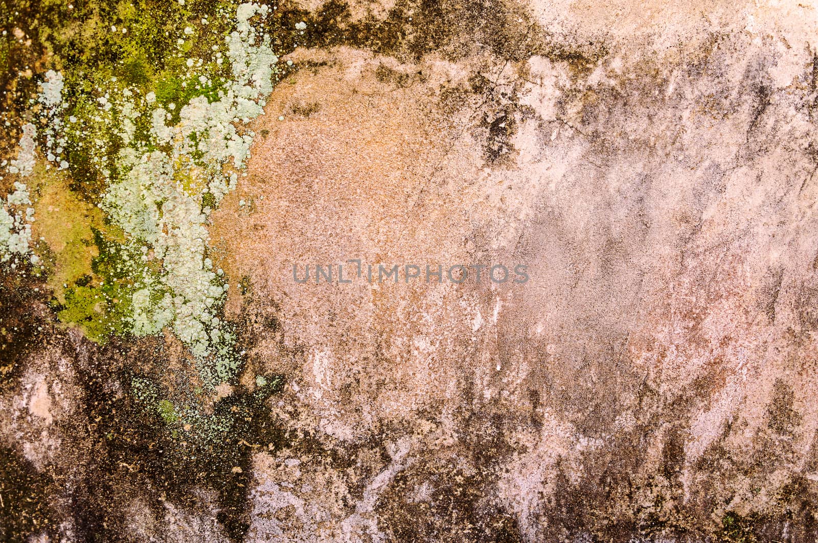 Green moss on old concrete  wall