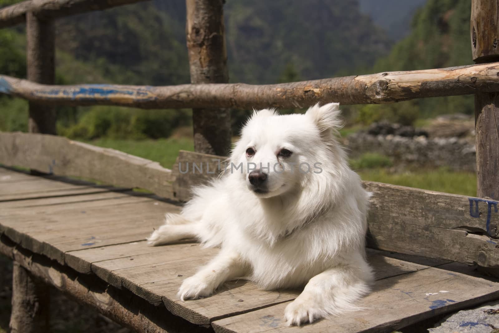 White dog lying on a wooden bench in the Himalayan Mountains of Nepal