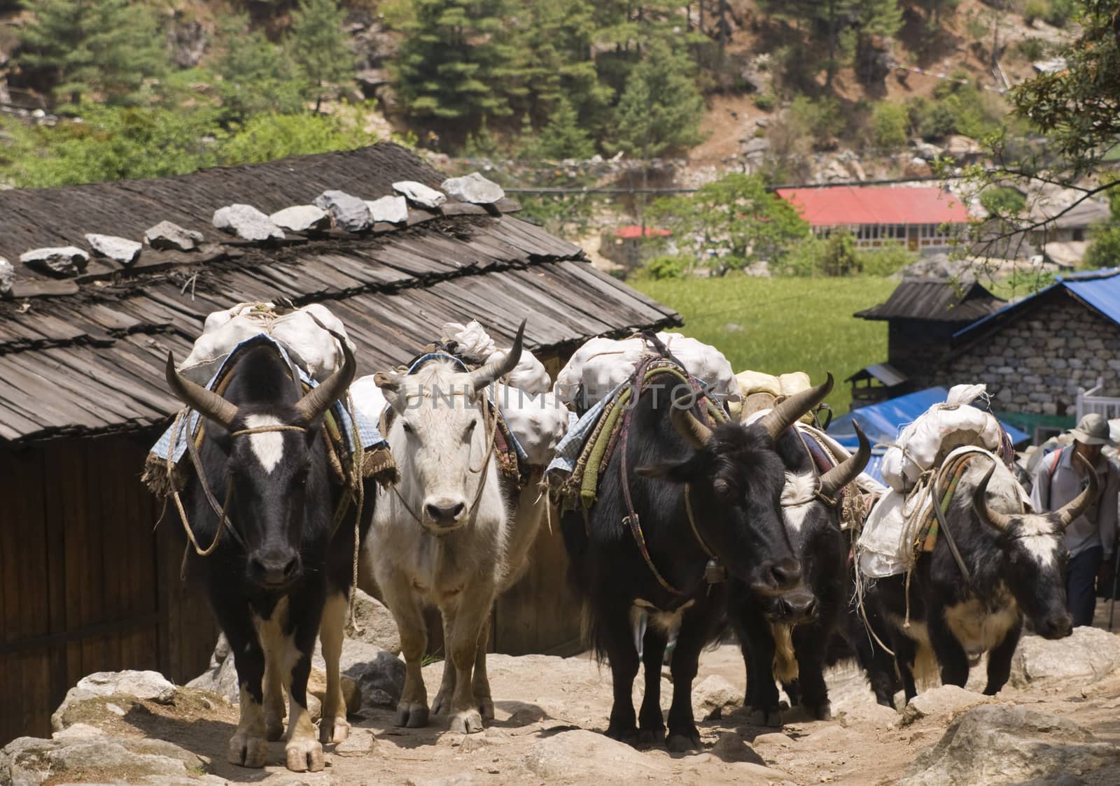 Group of Yaks carrying goods along the route to Everest Base Camp in the Himalayan Mountains of Nepal