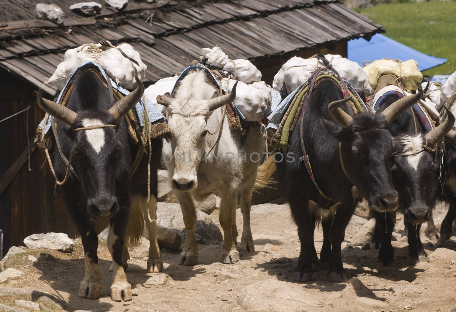 Group of Yaks carrying goods along the route to Everest Base Camp in the Himalayan Mountains of Nepal