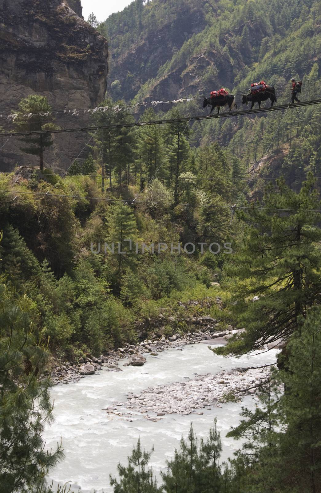 Yaks loaded with goods crossing a narrow suspension bridge over a river in the Himalayan Mountains of Nepal